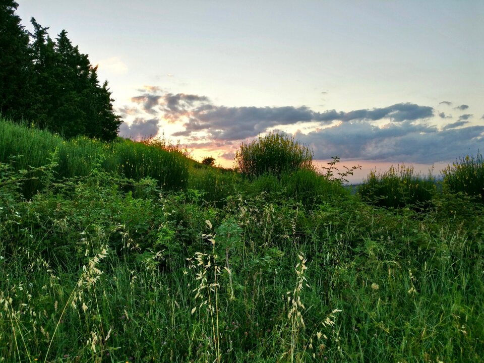 Grass edge of the woods trail photo