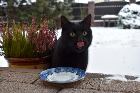Winter snow beast