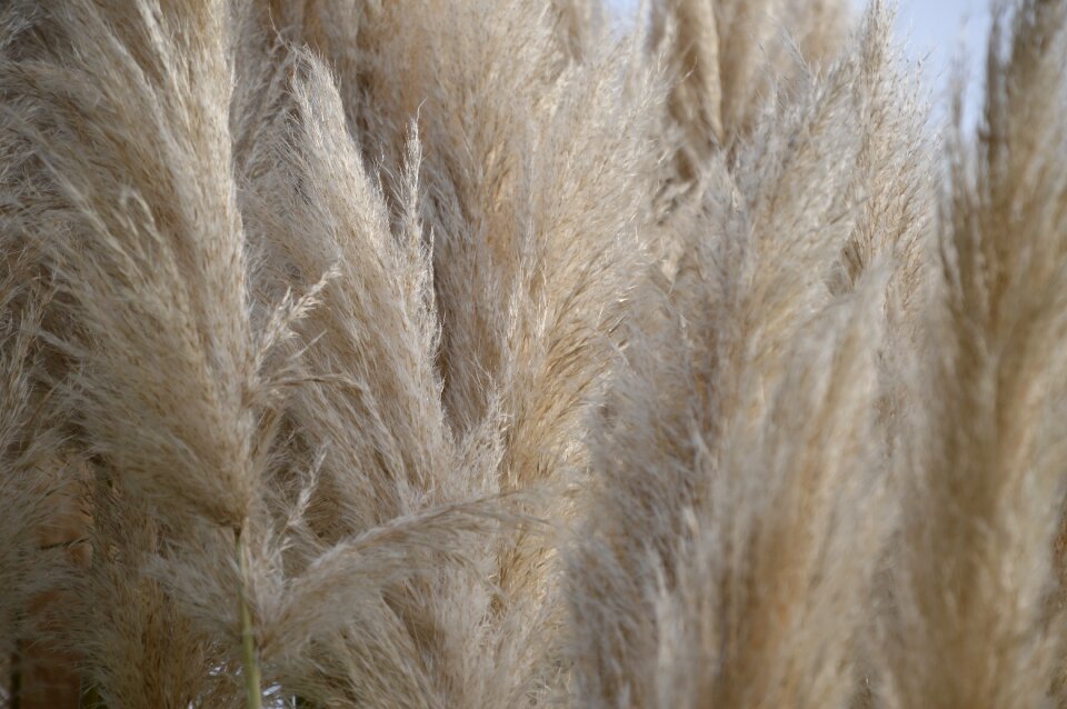 Nature plant marsh plant