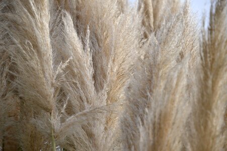 Nature plant marsh plant