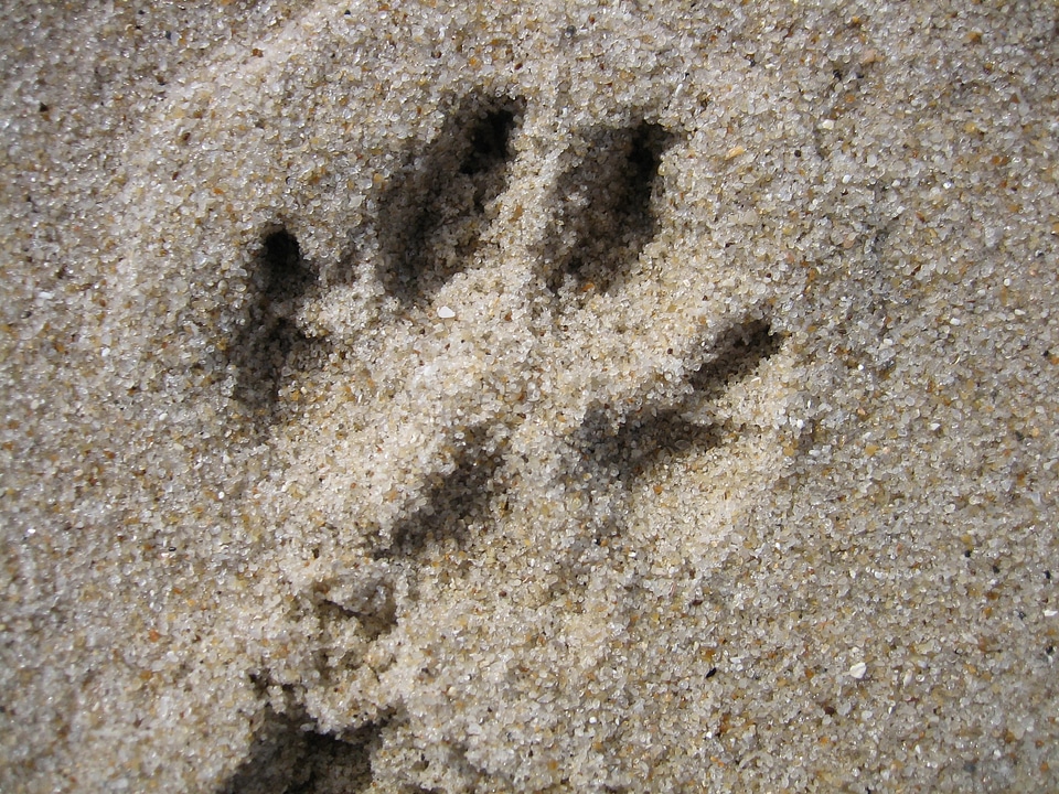 Sand dog paw tracks in the sand