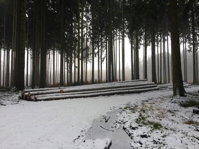 Cold trees nature