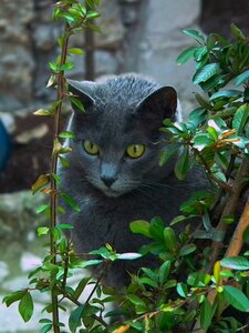 Animal eyes cat eyes