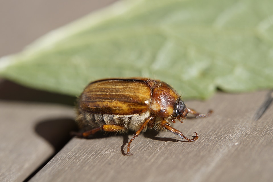 Summer animal insect