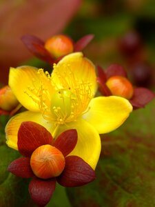Yellow red orange