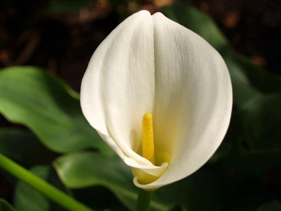Nature bloom botanical