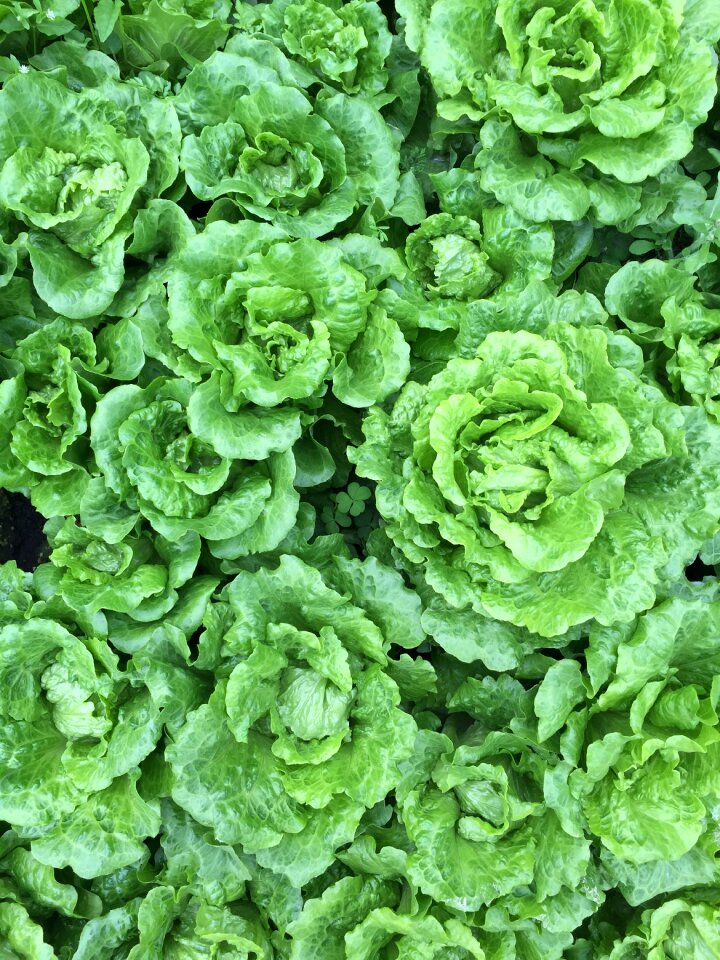 Vegetables field vegetable fields