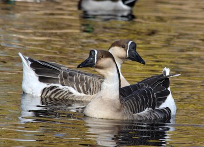 One in front of other in pond
