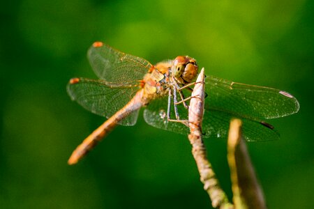 Dragonfly throne laid