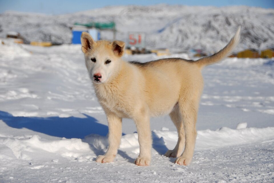 Dog greenland puppy