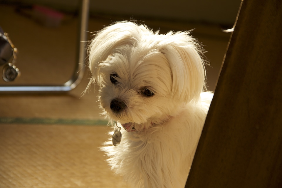 Cute picture white