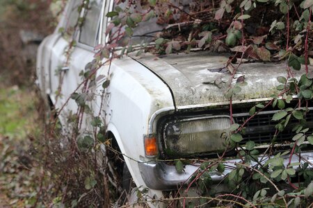 Overgrown environment ivy
