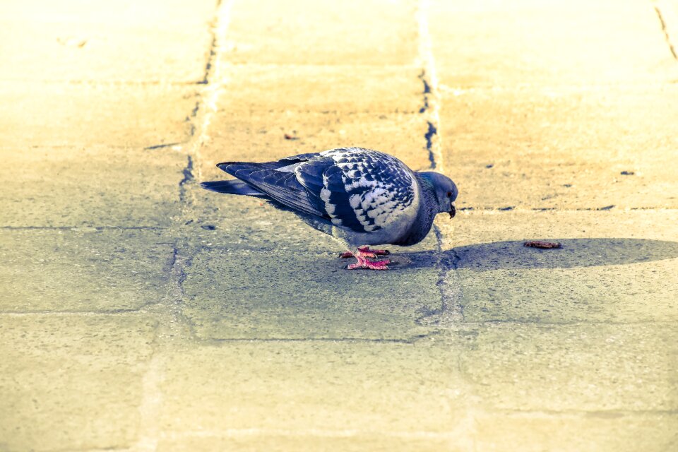 Colombo birds piazza