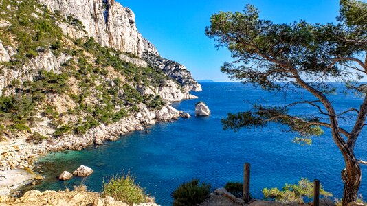 Mediterranean coast pine