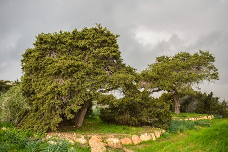 Nature green field