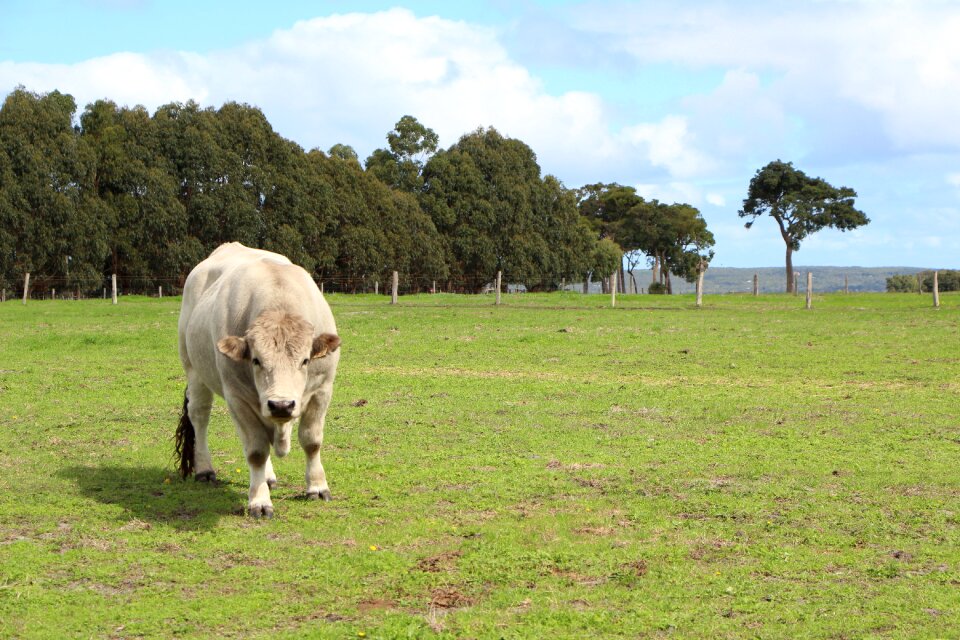 Nature meadow farm