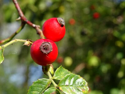 Bush autumn fruits nature photo