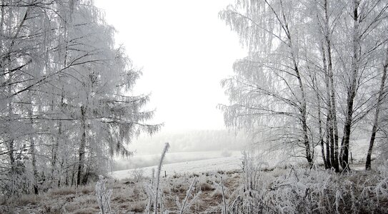 Meadow rime path photo