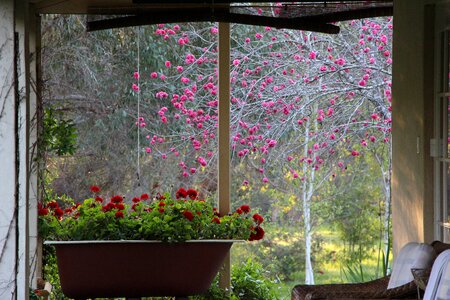 Blooming plant petals