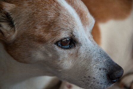 Jack russel terrier canine