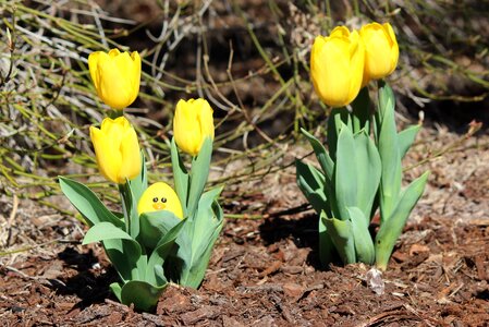 Yellow tulip spring photo