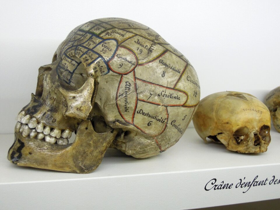 Museum curiosity skeleton