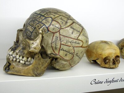 Museum curiosity skeleton