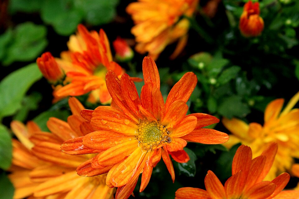 Garden nature rain