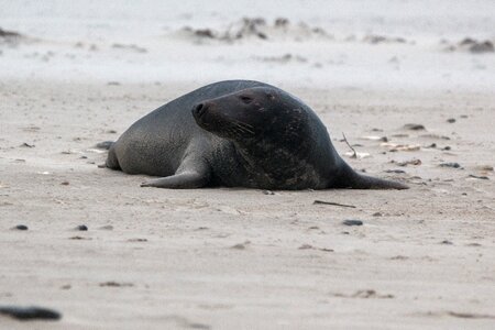 Beach dune helgoland