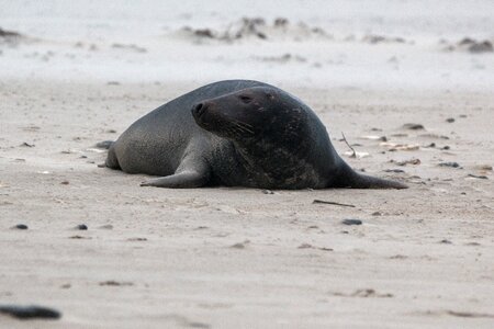 Beach dune helgoland photo