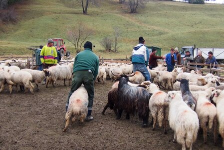 Lamb pasture livestock