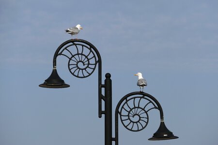 Jurassic coast bird wildlife