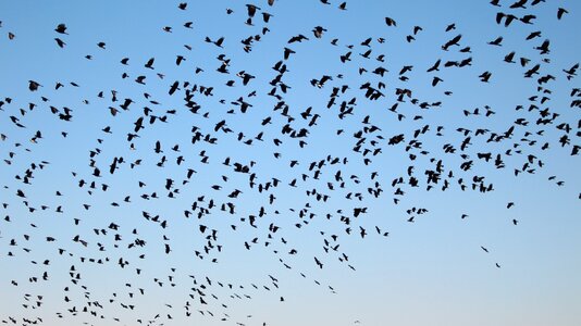 Migratory birds new winter
