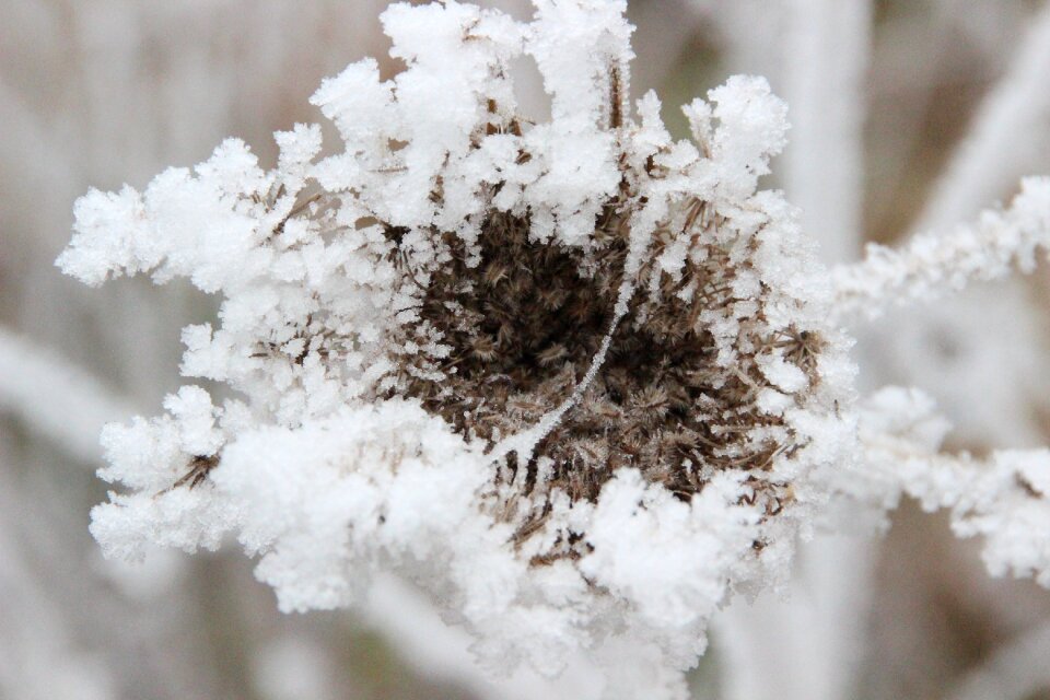 Snow crystals grass frozen