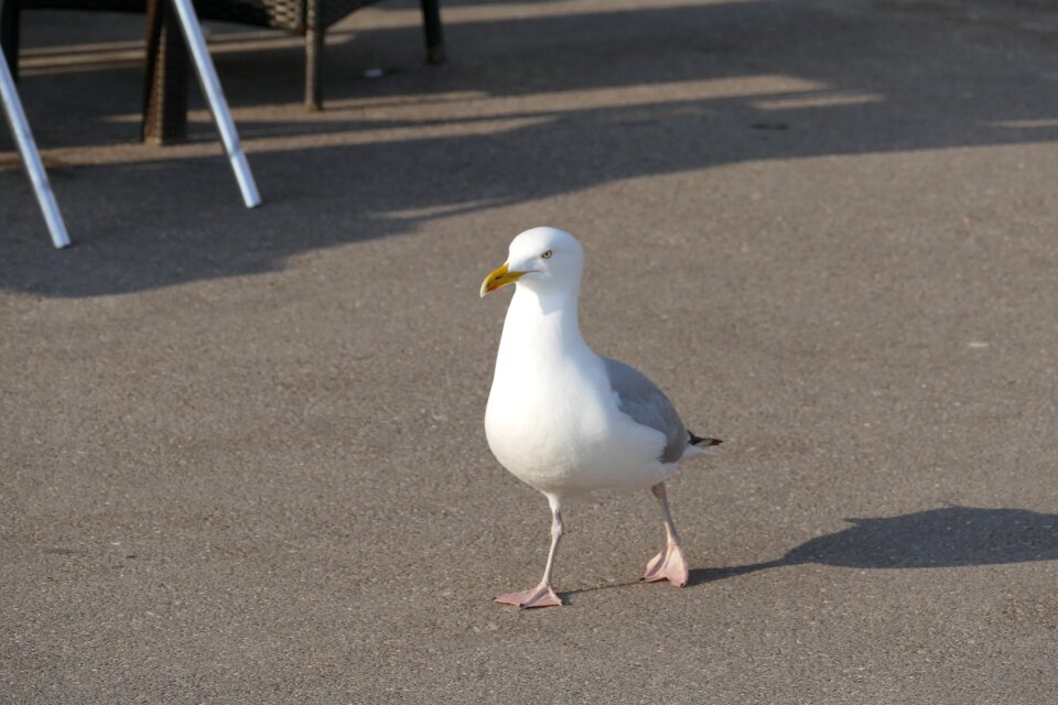 Nature gull coast