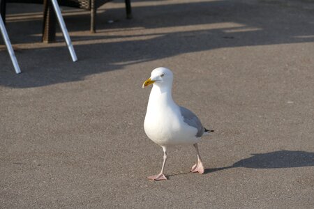 Nature gull coast