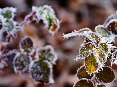 Frozen cold winter