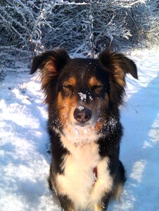 Winter snow australian shepherd