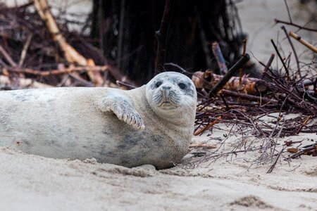 Beach dune helgoland