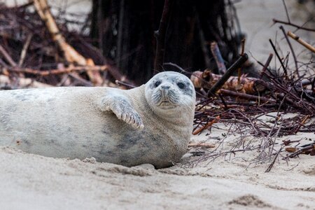 Beach dune helgoland photo