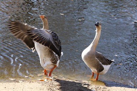 Swan flagging wings water photo