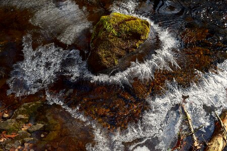 Green moss winter ice crystals
