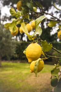 Sour citrus fruits vitamins