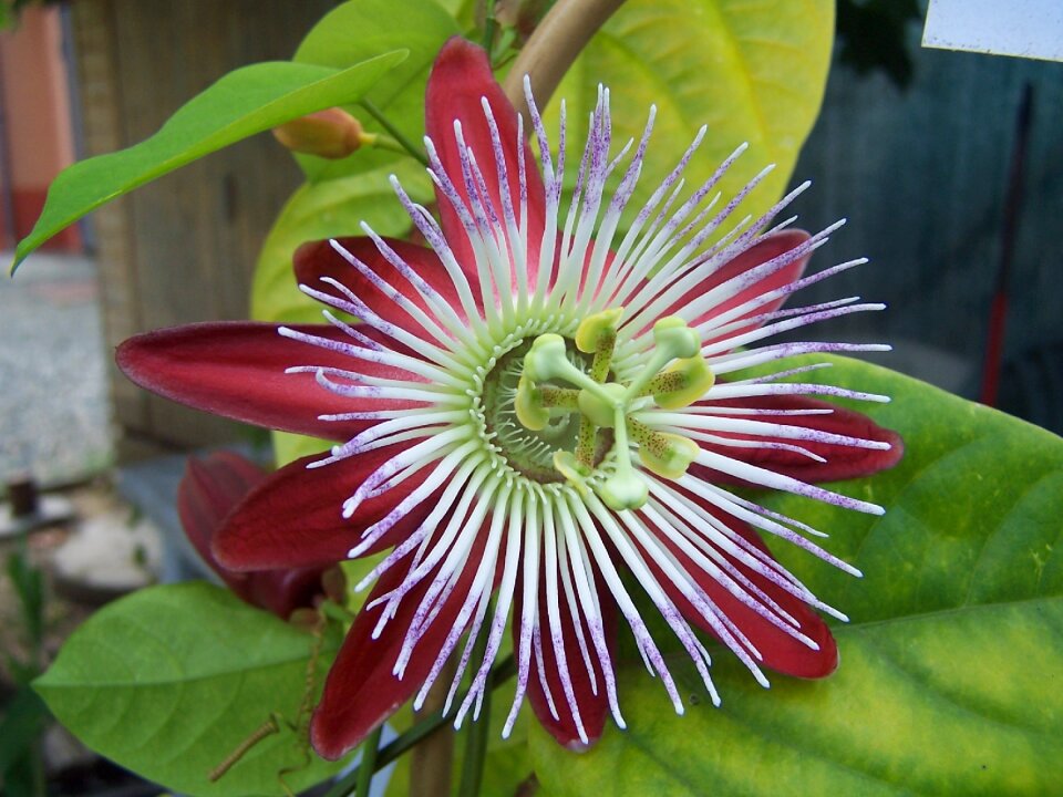 Hybrid purple stamens photo