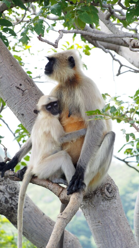Wildlife animal long-tailed
