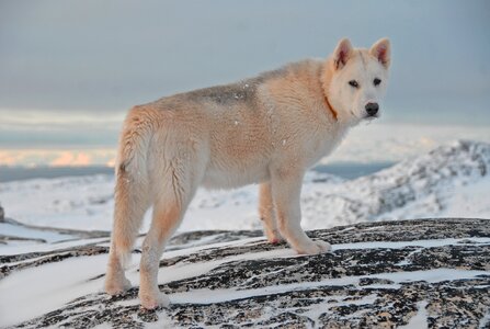 Greenland dog dog greenland
