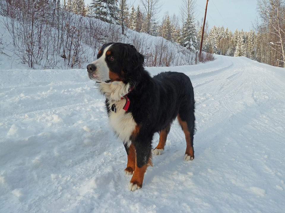 Waiting nature canine