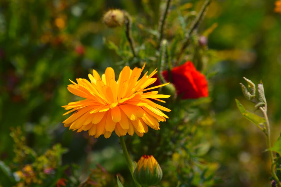 Botany flowering nature