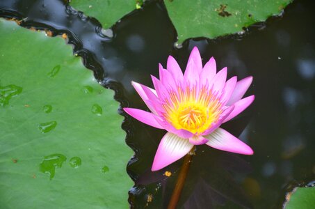 Lotus hainan tropical botanical garden photo