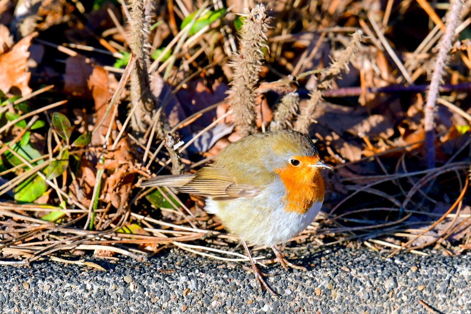 Songbirds robin birds